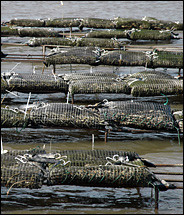 oyster beds