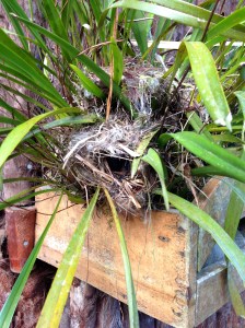 The birds nesting by our room