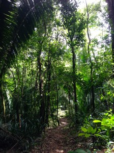 Part of the Nature Trail